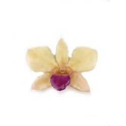 Медальон Орхидея Диамант Дендробиум, бяла